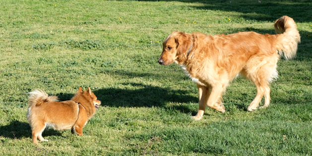 Imagen de dos perros