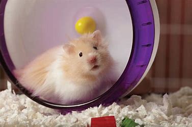 hamster-ejercicios