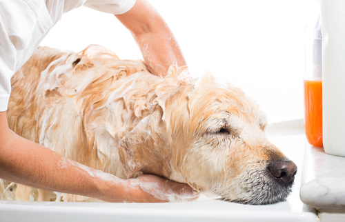 Imagen de un perro siendo bañado