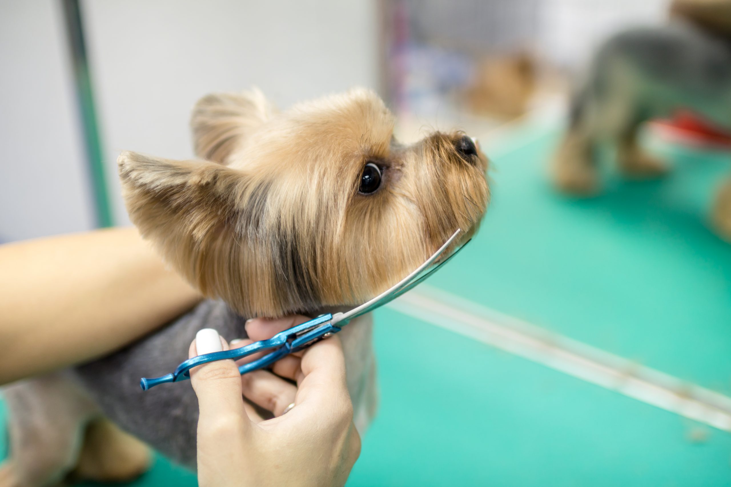 Peluquería para mascotas