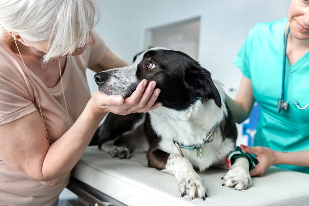 Imagen de un perro en el veterinario